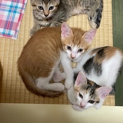 子猫の里親募集します