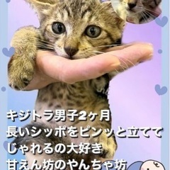 イケメンキジトラくん