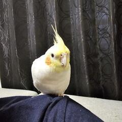 オカメインコ ルチノー