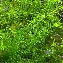 水草　ナヤス　バケツいっぱい