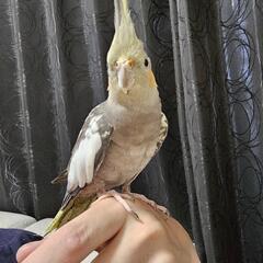 オカメインコ シナモンパイド