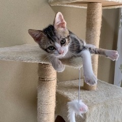 里親さん募集です。3ヶ月〜4ヶ月くらいのオス猫ちゃんもらってください。