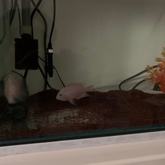 ホワイトコンビクトシクリッド（ペア）