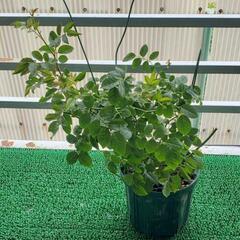 7/8現在　つるバラ苗　キングローズ　生活雑貨 家庭用品 ガーデニングの画像