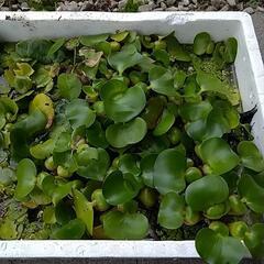 ホテイ草、水草