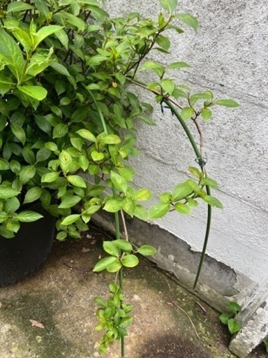 [植物売ります] アジサイ　ラグランジア ブライダルシャワー