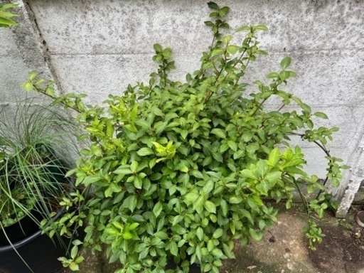 [植物売ります] アジサイ　ラグランジア ブライダルシャワー