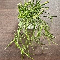 観葉植物 リプサリス 発根済