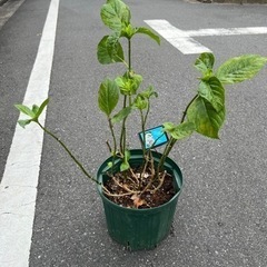 [植物売ります] アジサイ 銀河