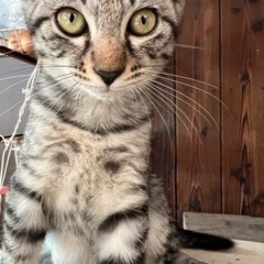 【現在受付停止中】３ヶ月　メス？のぐれちゃん