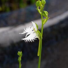 サギ草群生鉢の画像