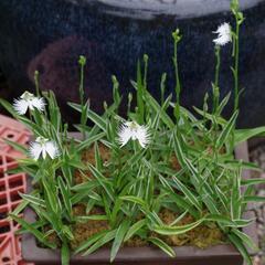 サギ草群生鉢の画像