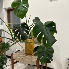 モンステラ 観葉植物 花 植物 家具の画像