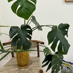 モンステラ 観葉植物 花 植物 家具の画像