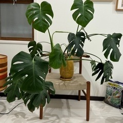 モンステラ 観葉植物 花 植物 家具