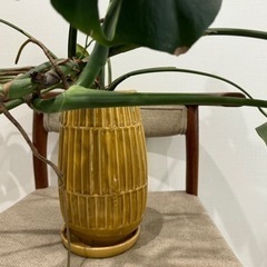 モンステラ 観葉植物 花 植物 家具の画像