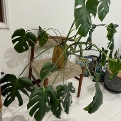 モンステラ 観葉植物 花 植物 家具の画像