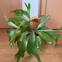 【鉢付き】観葉植物　コウモリランの画像