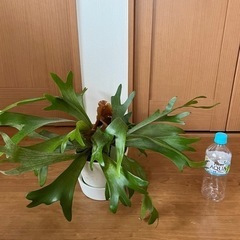 【鉢付き】観葉植物　コウモリランの画像