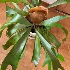 【鉢付き】観葉植物　コウモリランの画像