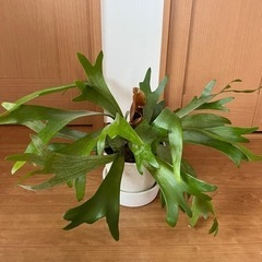 【鉢付き】観葉植物　コウモリラン