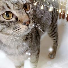 １才くらいの可愛い男の子です🐱オス　キジトラ　去勢手術済み　