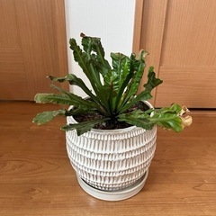 【鉢付き】観葉植物　アスプレニウム・コブラ