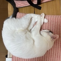 保護ネコちゃん達がいるグループホームで世話人さん募集中♪の画像