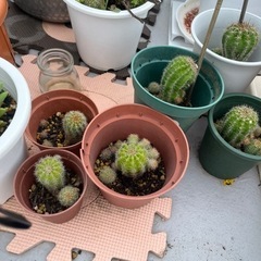 サボテン🌵綺麗な花が咲きますの画像
