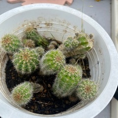 サボテン🌵綺麗な花が咲きます