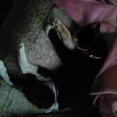 大人ネコ用の紙オムツ探してます。