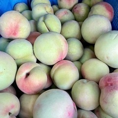 硬い桃　5キロ 配送でもいいです  値段下がりましたの画像