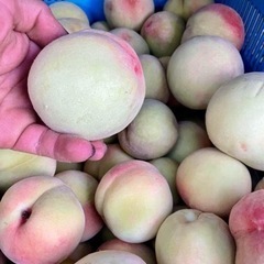 硬い桃　5キロ 配送でもいいです  値段下がりました