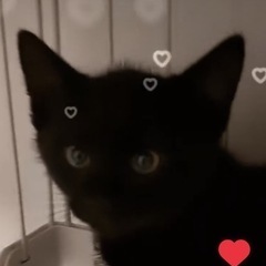 黒猫のタンゴ💕フタゴ❤️双子💕里親になってください❤️😍