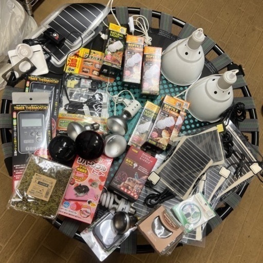 爬虫類　両生類