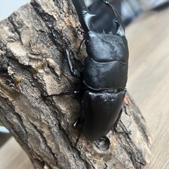 パラワンオオヒラタクワガタの成虫ペア