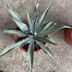 #73 アガベ プロトアメリカーナ “レモンライム” アガベ プロトアメリカーナ レモンライム 大株