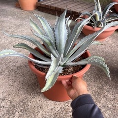 アガベ プロトアメリカーナ　レモンライム 大株の画像