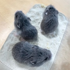 【販売済】ロボロフスキーハムスターブルー、パイド