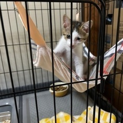 急募です。