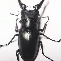 ギラファノコギリクワガタ新成虫ペア