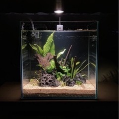 キューブ水槽＋ライト 【お譲り先決まりました】の画像