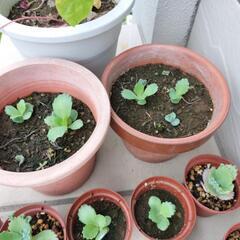 子宝草　観葉植物や妊活などに　鉢植えごとの画像