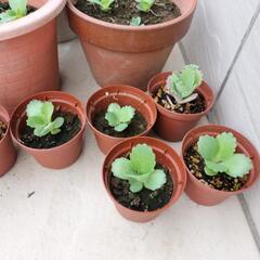 子宝草　観葉植物や妊活などに　鉢植えごとの画像