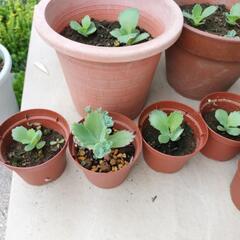 子宝草　観葉植物や妊活などに　鉢植えごとの画像