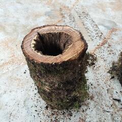 樫の木　丸太　輪切り