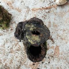 樫の木　丸太　輪切りの画像