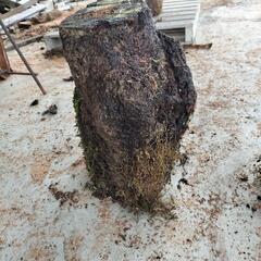 樫の木　丸太　輪切りの画像