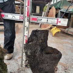 樫の木　丸太　輪切り