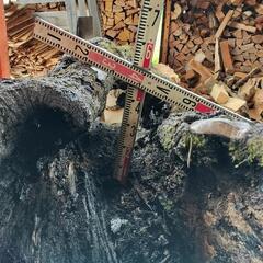 樫の木　ウロの画像